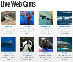 Monterey web cams