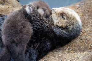 Sea Otter 1