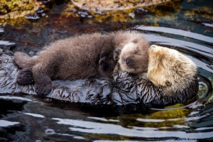Sea Otter 3
