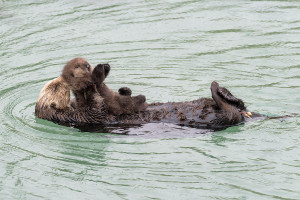 Sea Otter gives birth to newborn pup in Monterey Bay Aquarium Tide Pool