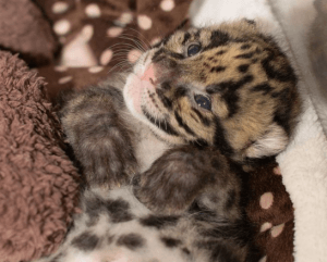 Clouded leopard cub Mar 2015