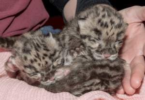 Clouded leopard cubs 29 Feb Tampa