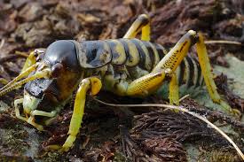 Mountain Stone Weta