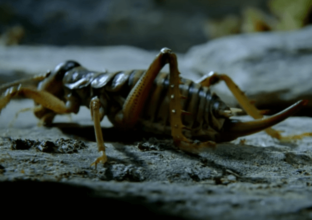 New Zealand’s Stone Weta – Genuine Cryogenics