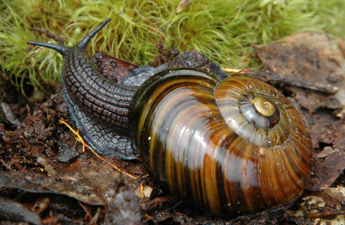 Powelliphanta Snail