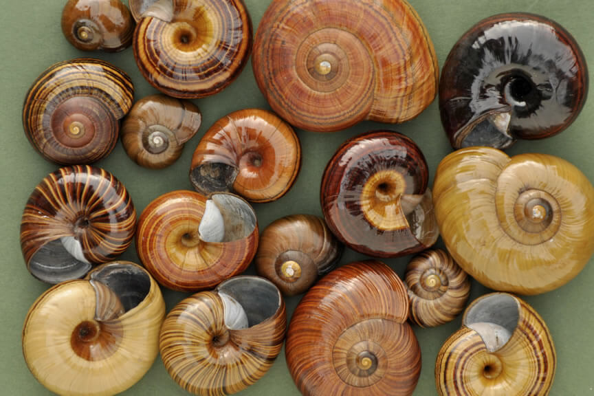 Powelliphanta shells