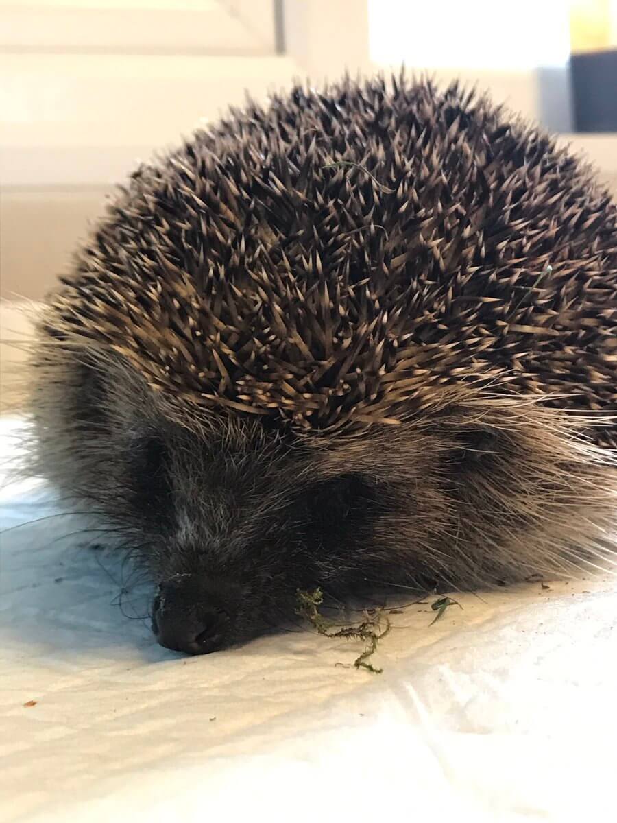 A Hedgehog Named Heather!