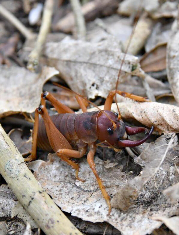 Tusked Weta