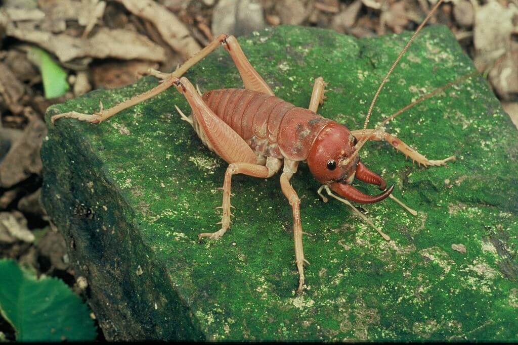 Tusked Weta Versus Foraging Pig