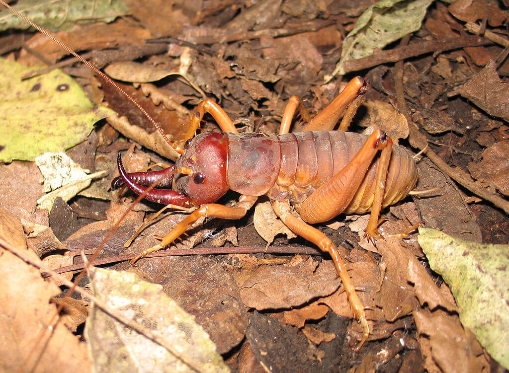 Tusked Weta