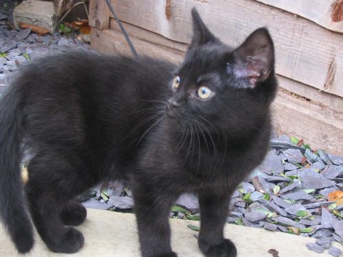 Hugh the black kitten.