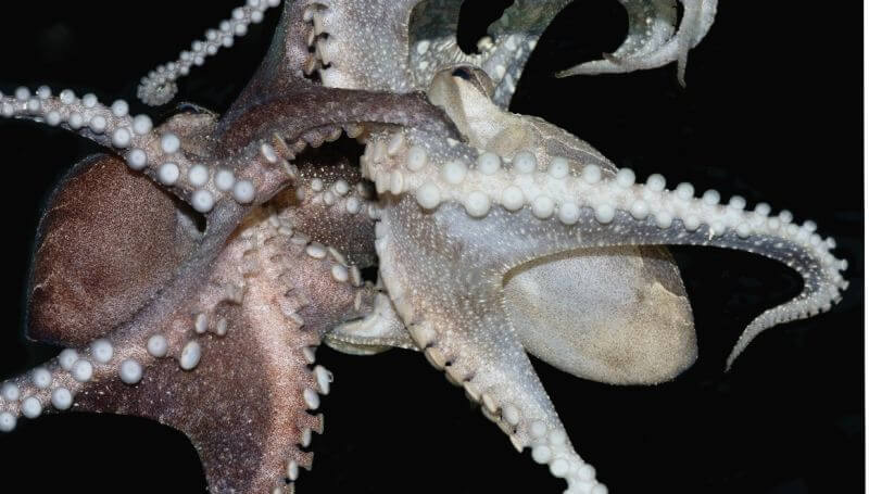 Octopuses are Cool (plus Tweets)