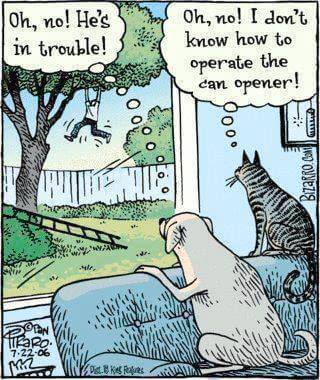 Cats vs Dogs cartoon